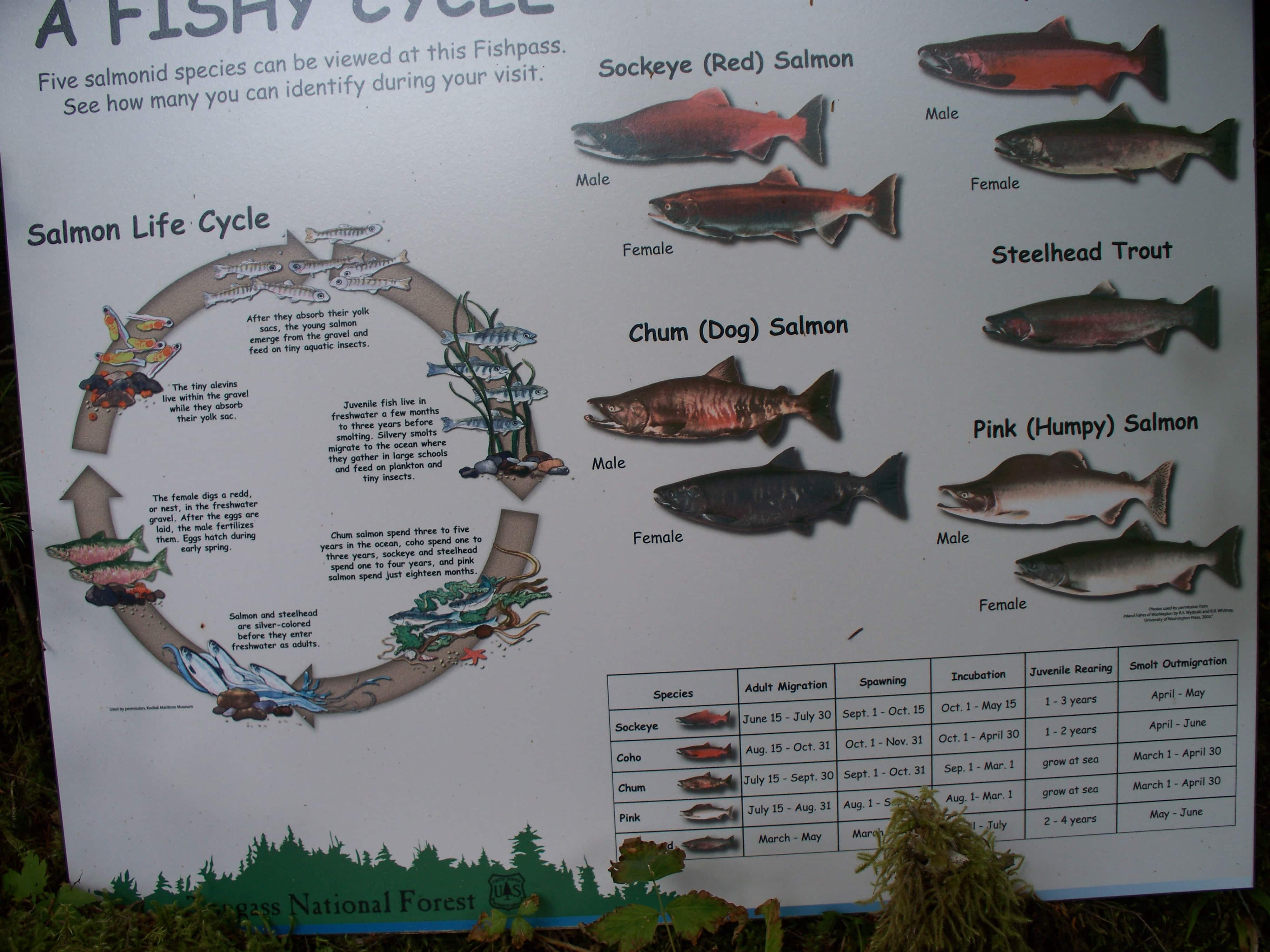 Fish Chart and cycles