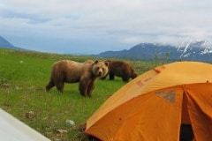 Glacier Bay Kayak Trip Bears