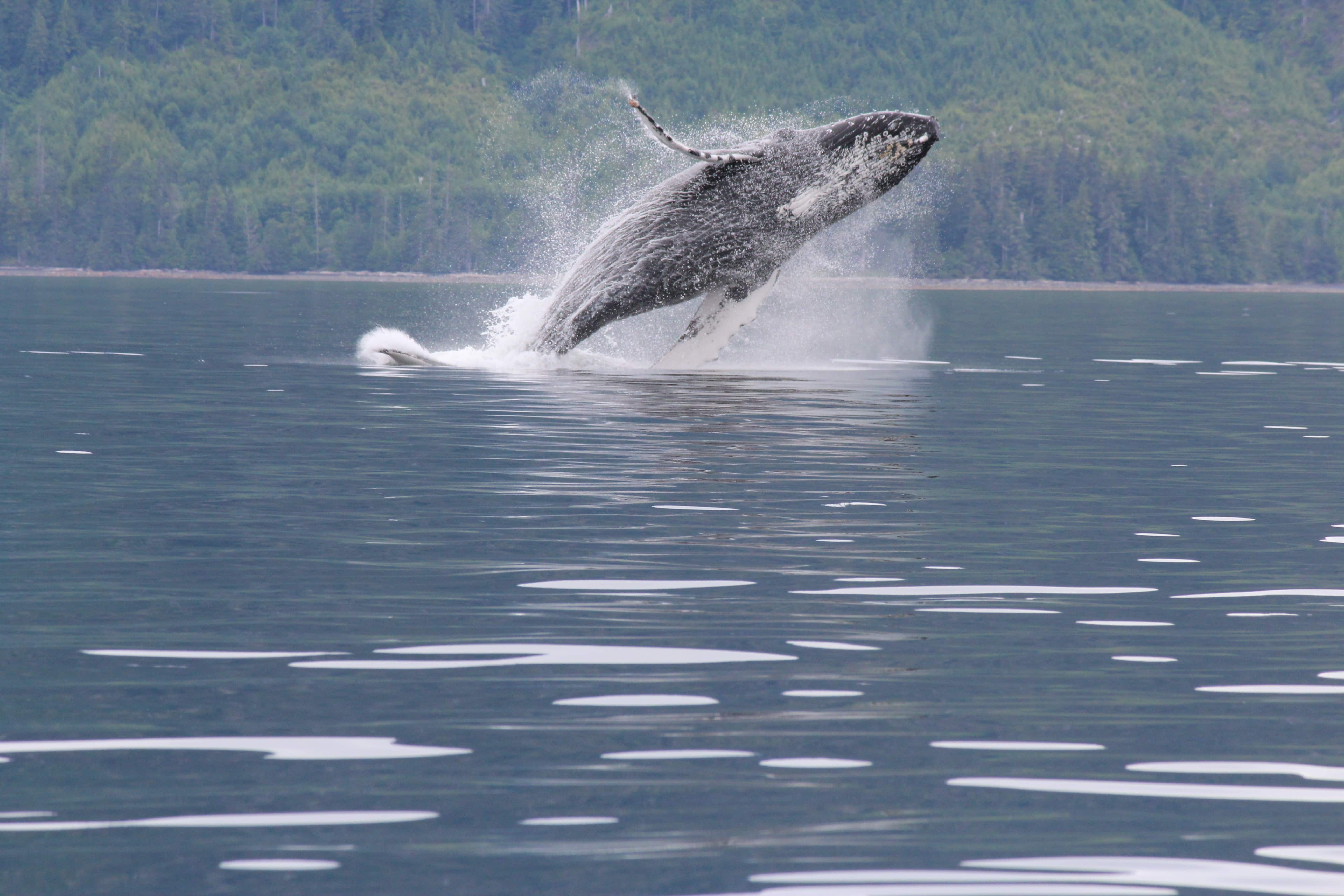 Breaching Humback Whale