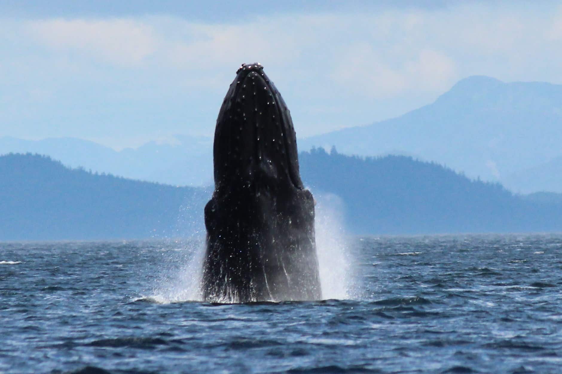 2014-07-02 whales 049