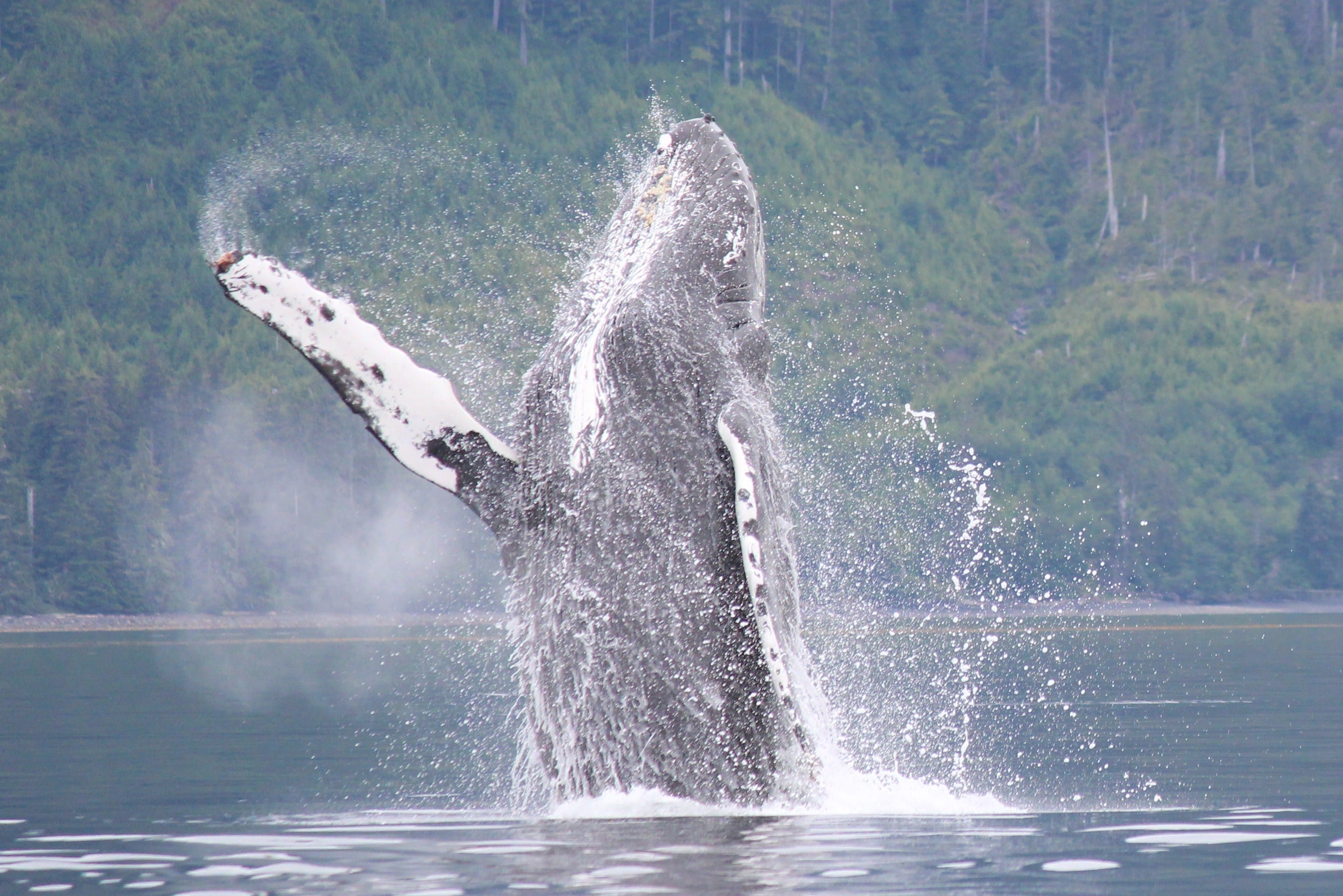 2014-07-06 whales 389