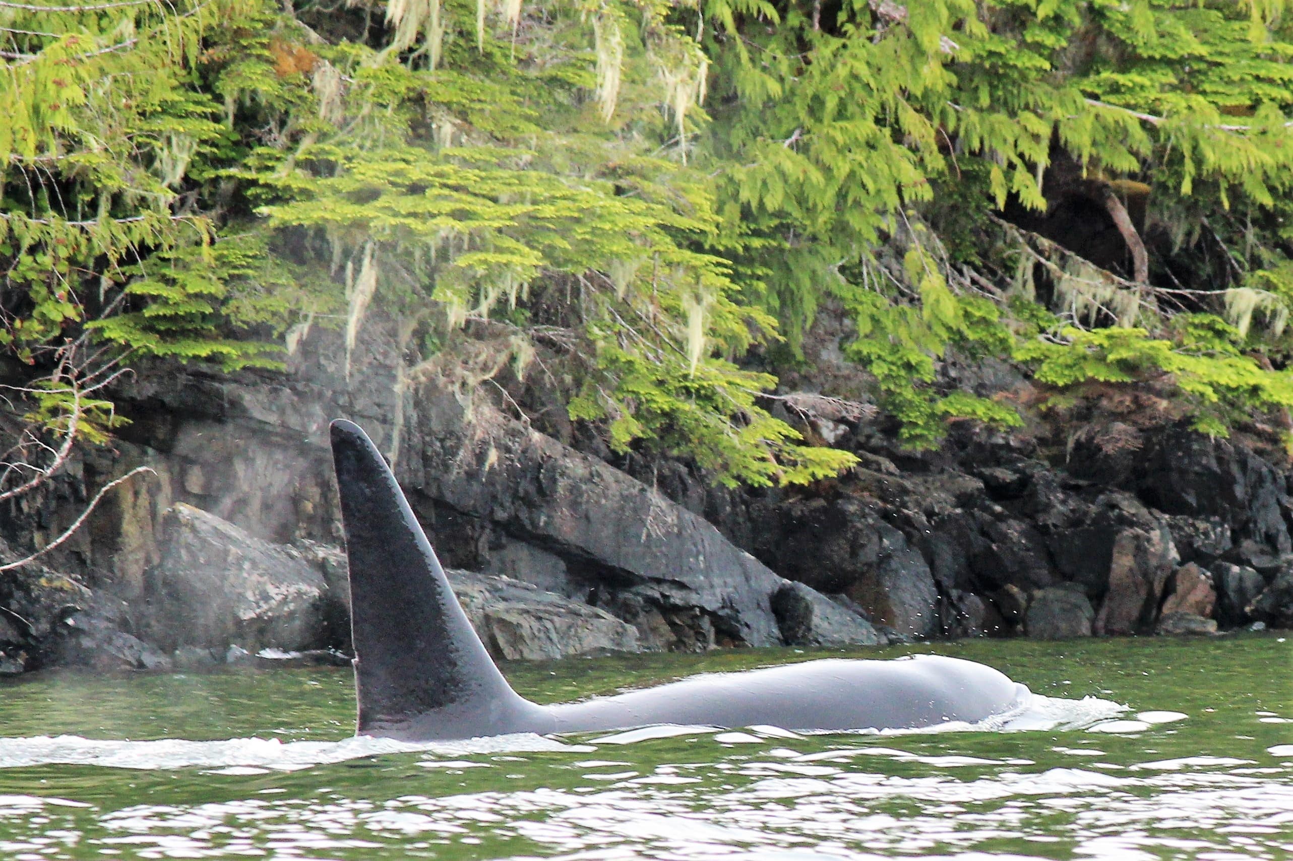 2015-07-04 Orca and Halibut 047 2