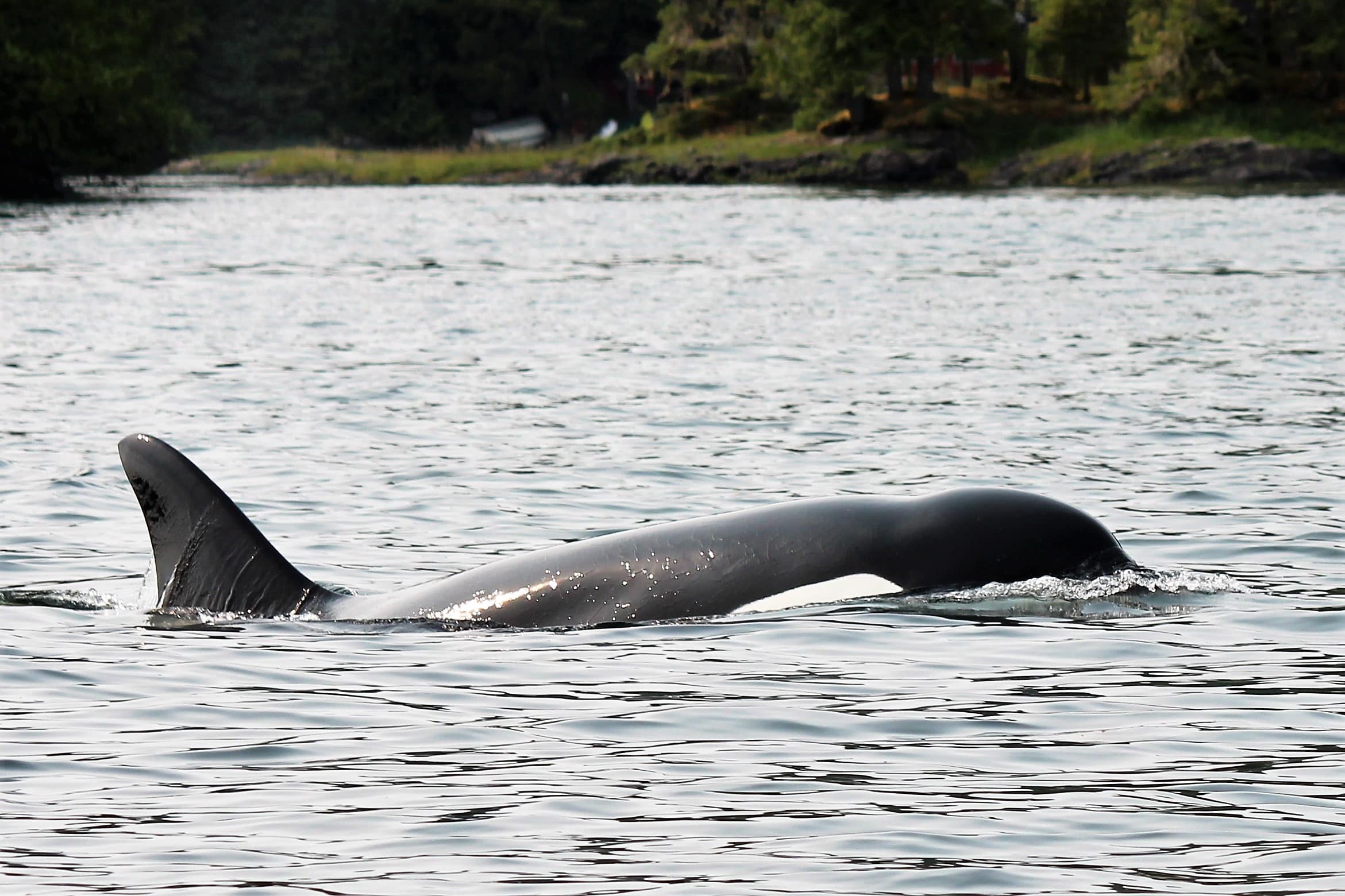 2015-07-04 Orca and Halibut 082 2