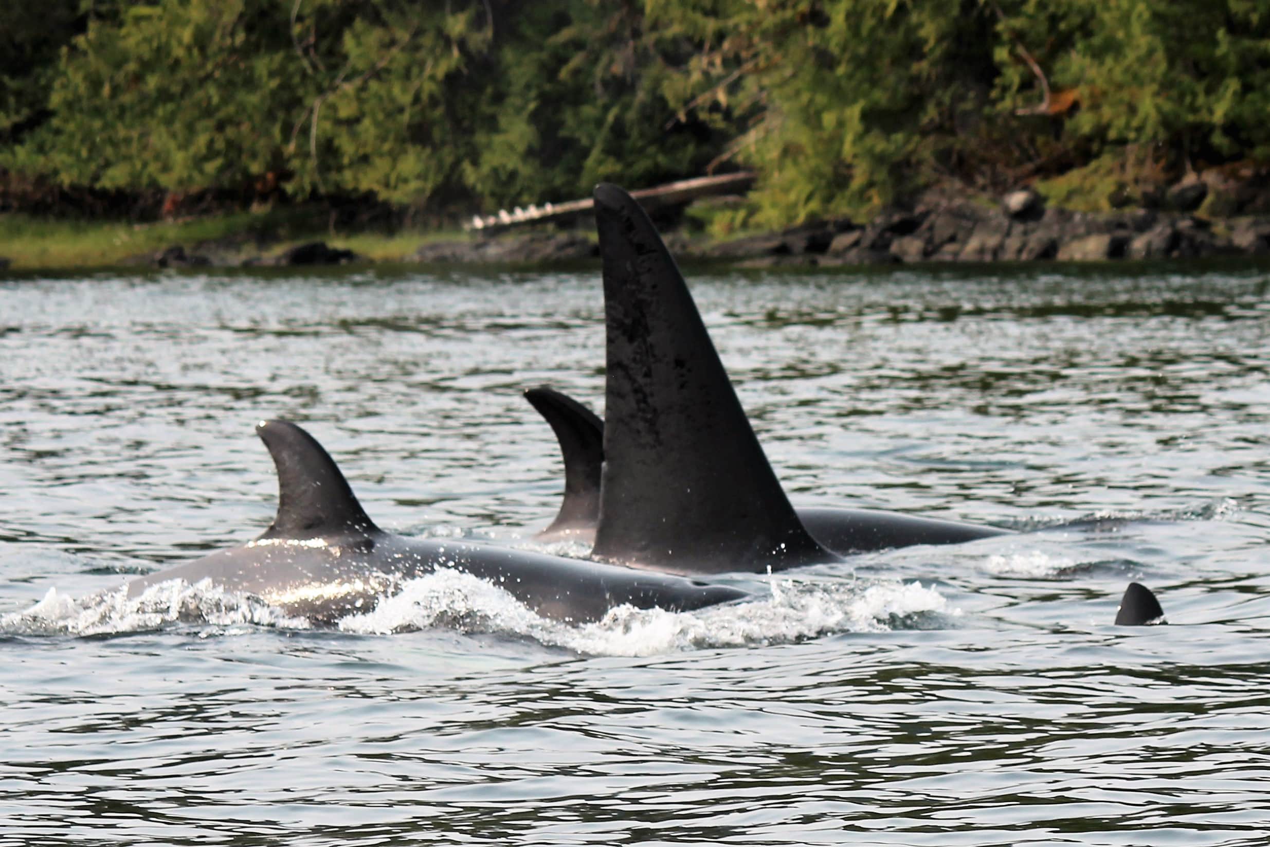 2015-07-04 Orca and Halibut 090 2